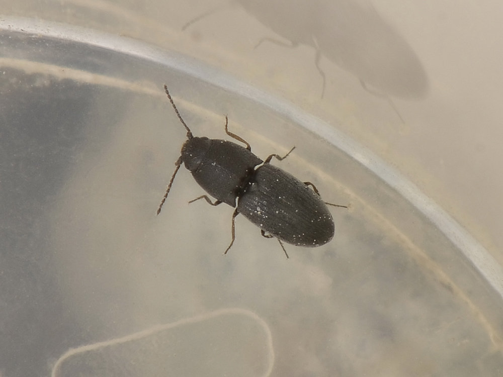 Micro Elateridae